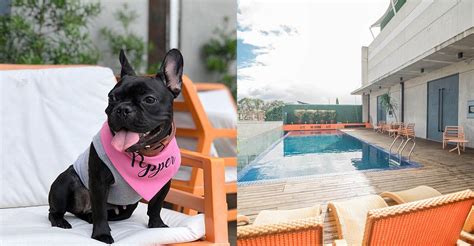 davao city cheap pet friendly hotels|Davao City Pet.